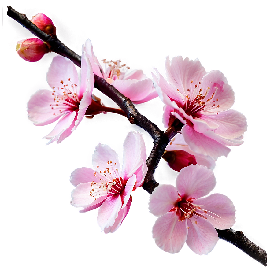 Pink Sakura Flowers Png 31 PNG