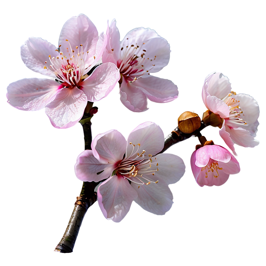 Pink Sakura Flowers Png Qly PNG