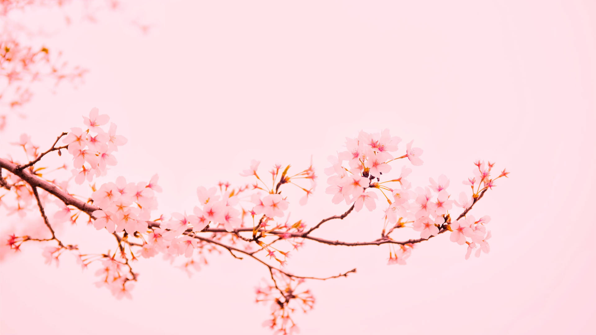 Pink Sakura Spring Wallpaper