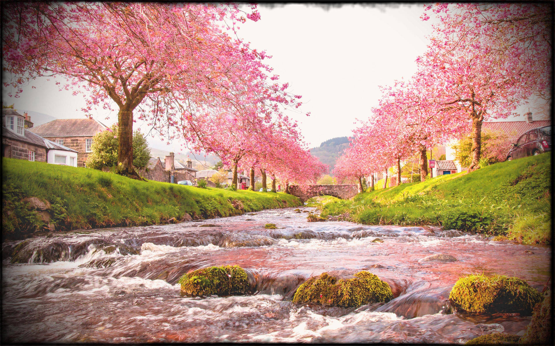 Rosakörsbärsträd, Japansk Natur. Wallpaper