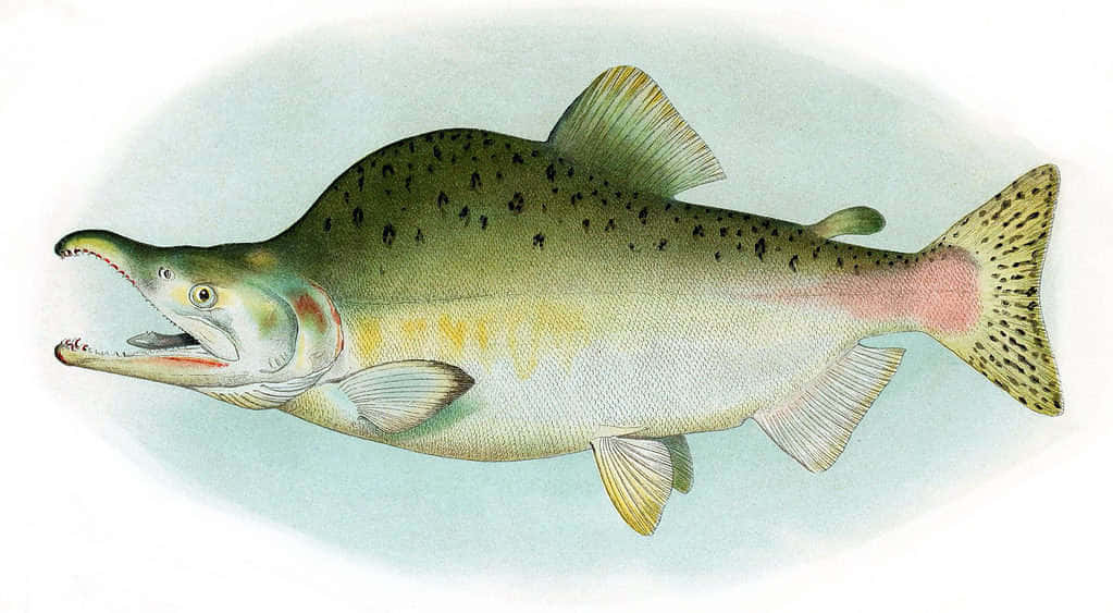 Pink Salmon Illustration Wallpaper