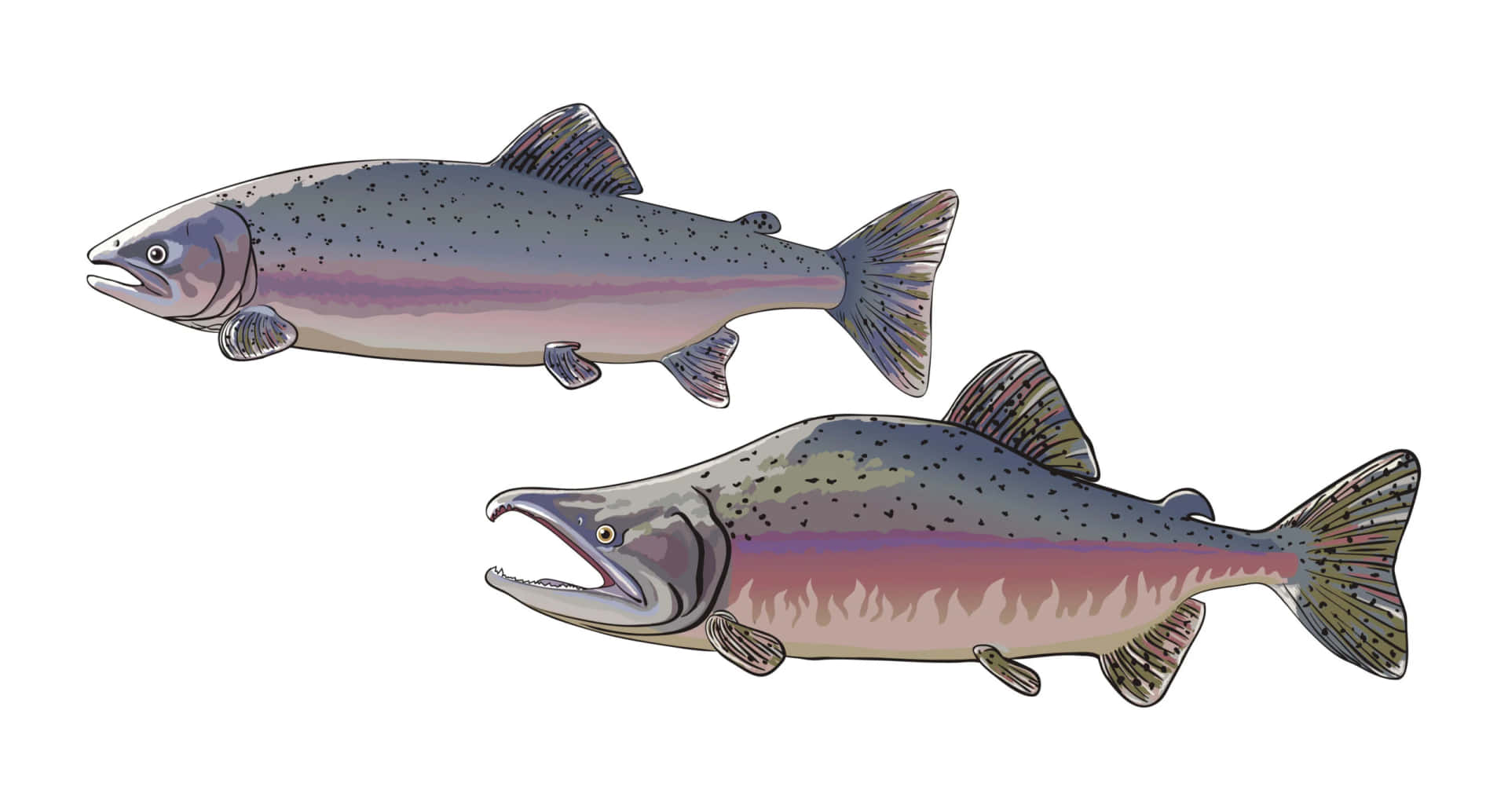 Pink Salmon Illustration Wallpaper