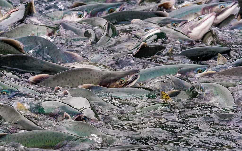 Pink Salmon Spawning Frenzy.jpg Wallpaper