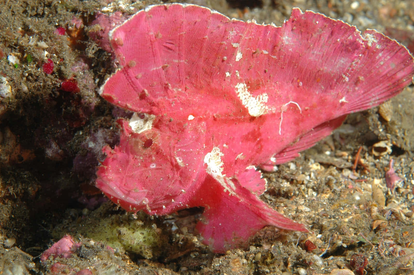 Camouflage Du Poisson Scorpion Rose.jpg Fond d'écran