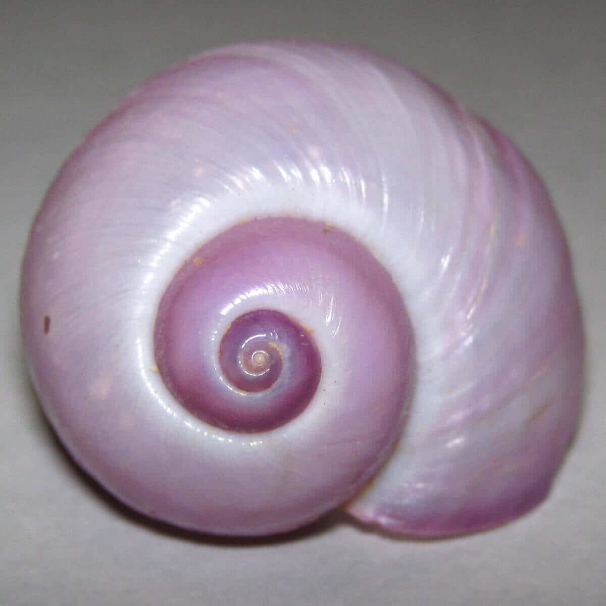 Pink Sea Snail Shell Wallpaper