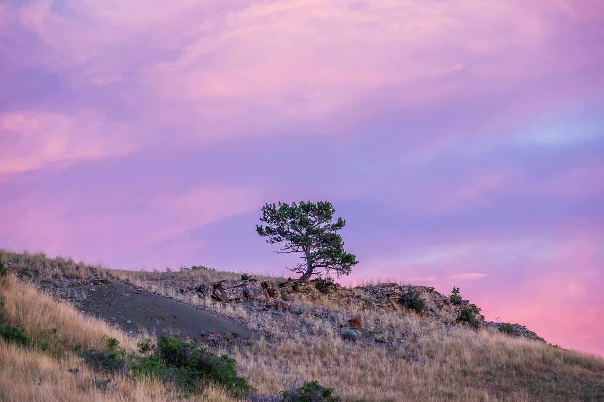 A Lone Tree On A Hillside At Sunset