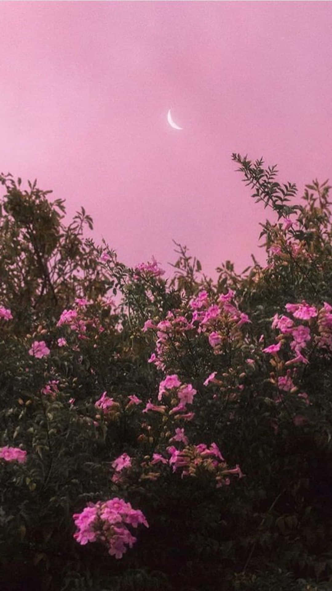 Pink Sky Moon Over Floral Landscape Wallpaper