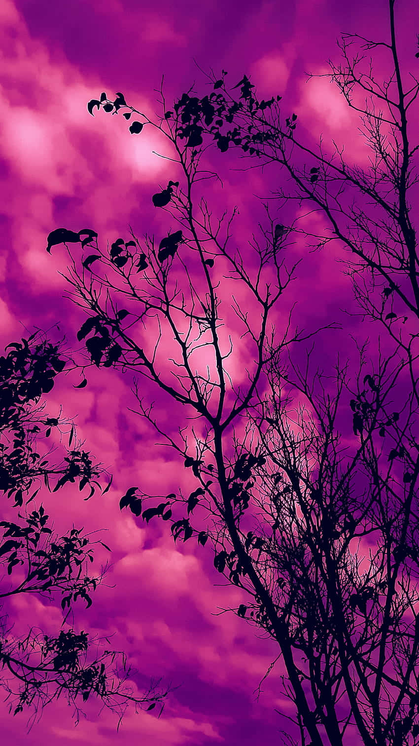 Pink Sky Silhouette Trees Fall Aesthetic Wallpaper