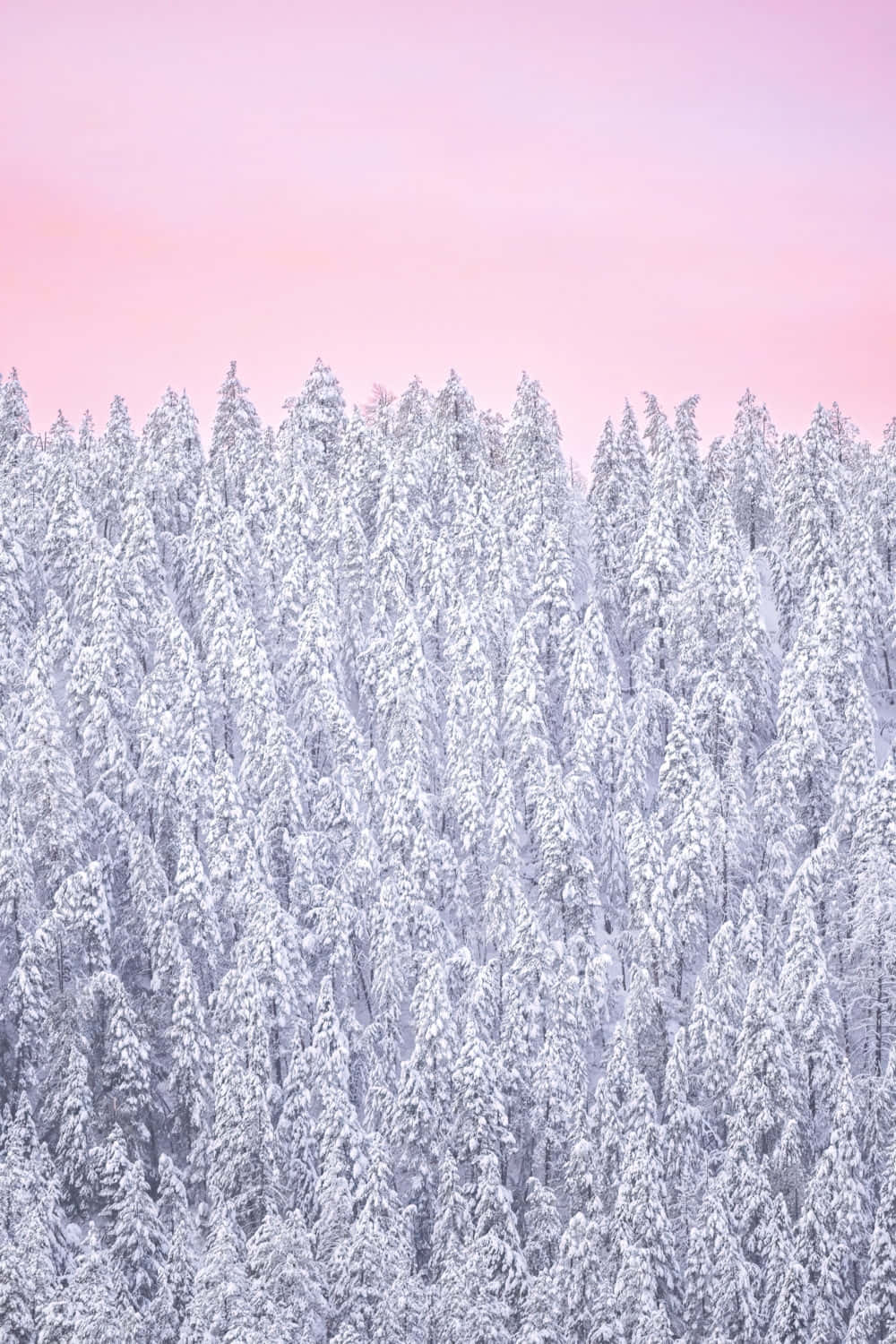 Download Pink Sky Snow Covered Forest Wallpaper | Wallpapers.com