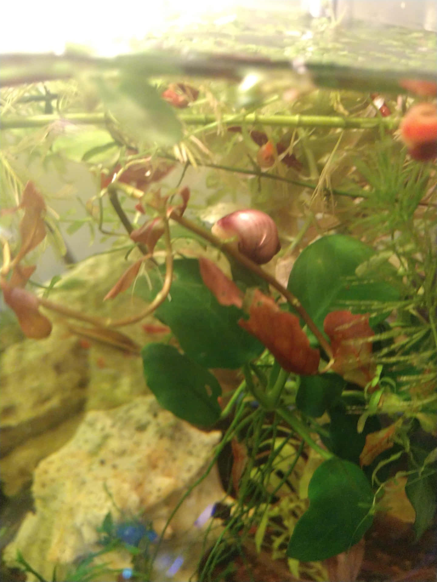 Fascinerende Roze Slak In De Natuur Achtergrond