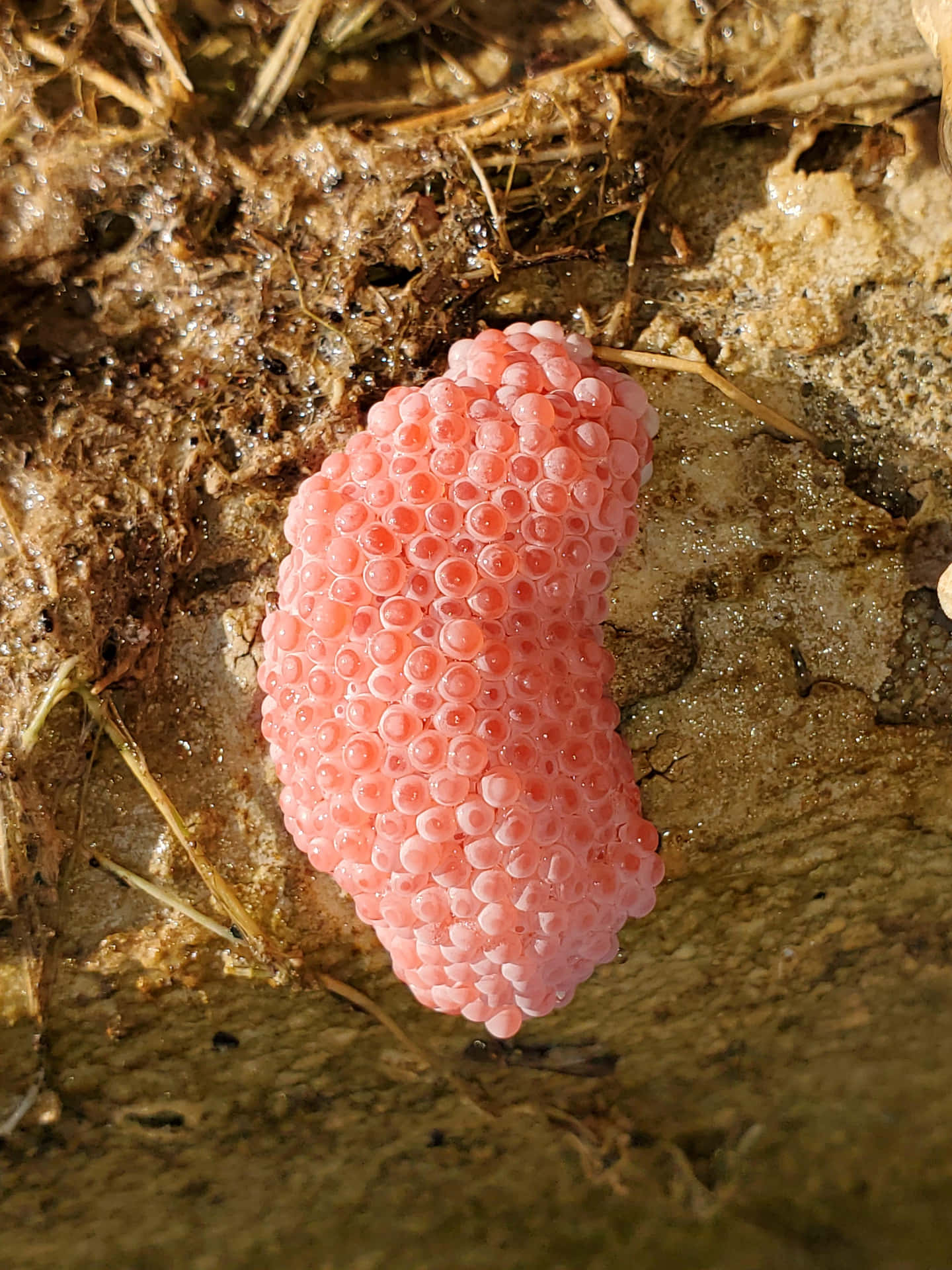 A vibrant pink snail exploring its natural habitat Wallpaper