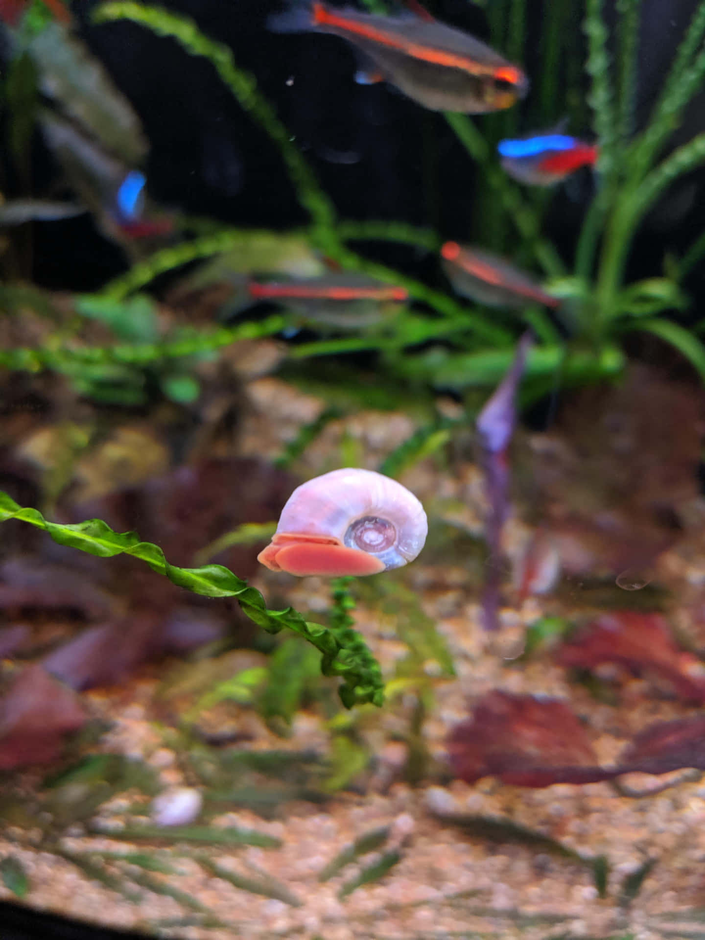 A Vibrant Pink Snail in its Natural Habitat Wallpaper