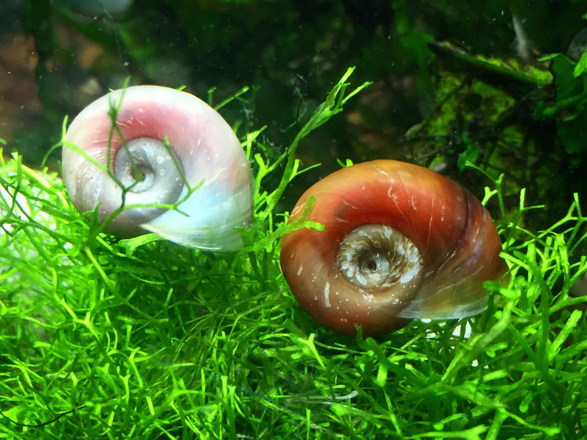 Een Levendige Roze Slak Die De Tuin Verkent Achtergrond