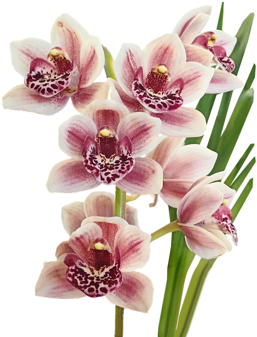 Pink Spotted Orchids Cluster PNG