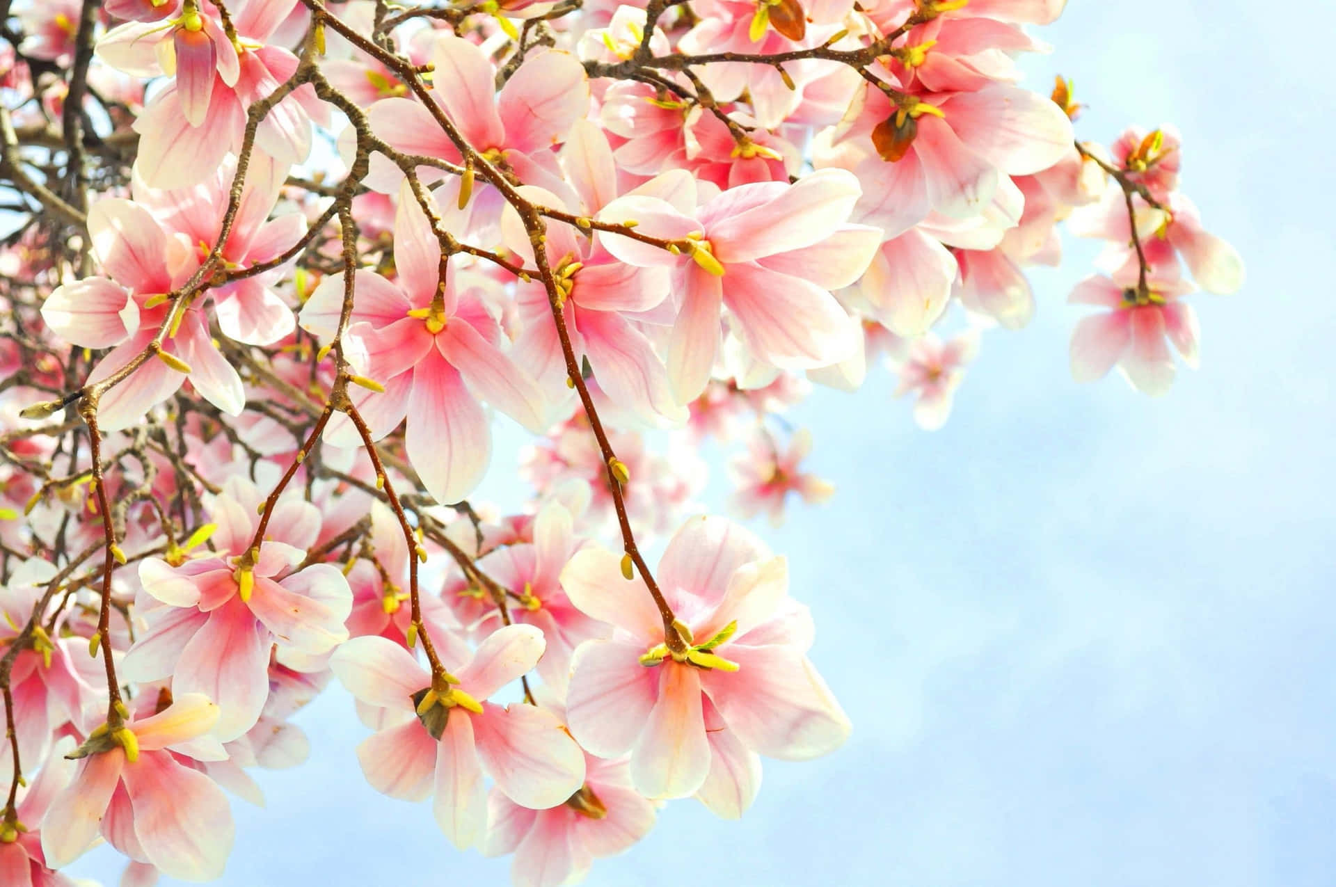 Pink Spring Blossoms Magnolia Flowers Wallpaper