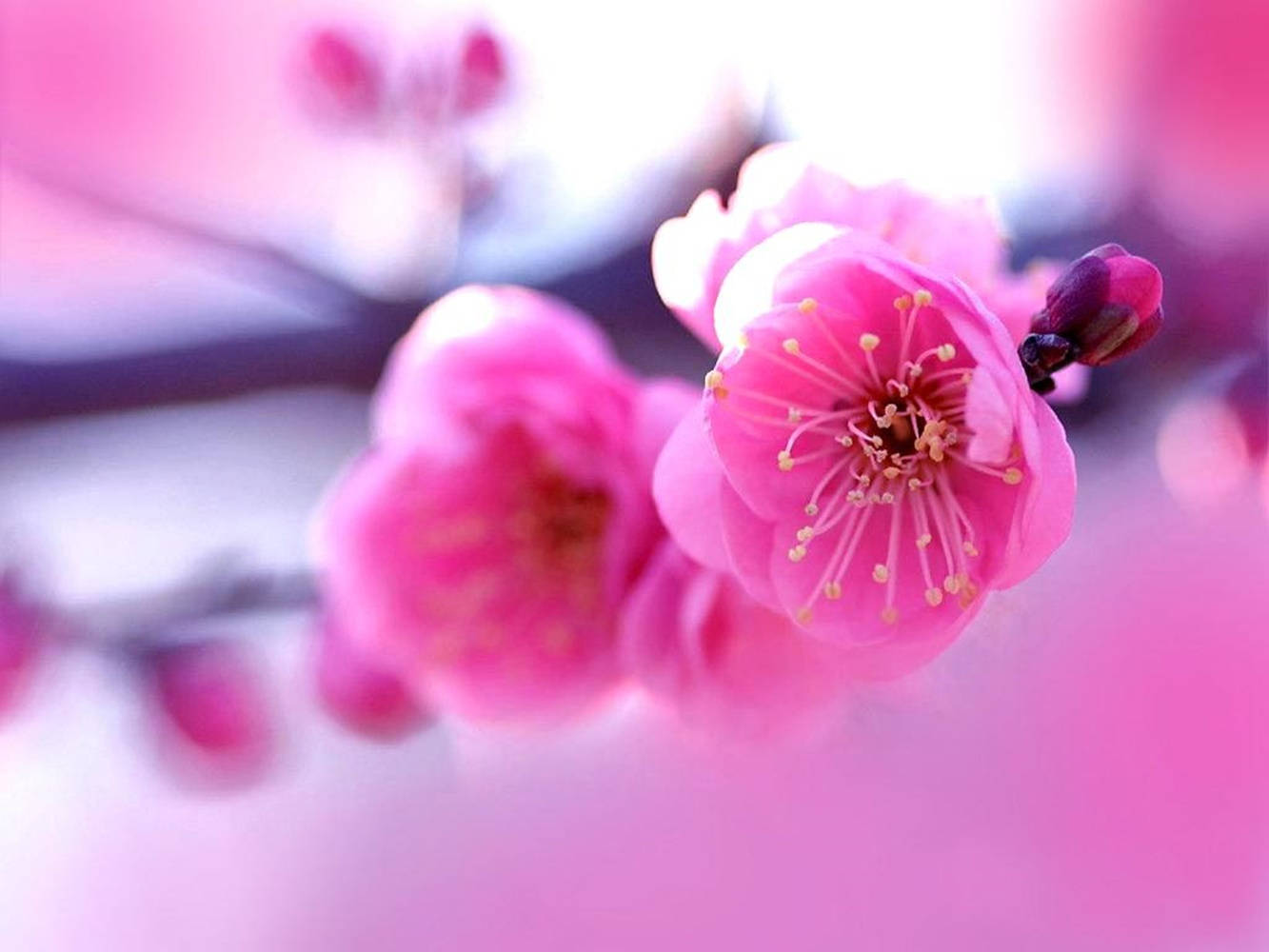 HD wallpaper cherry blossom background pink color backgrounds freshness   Wallpaper Flare