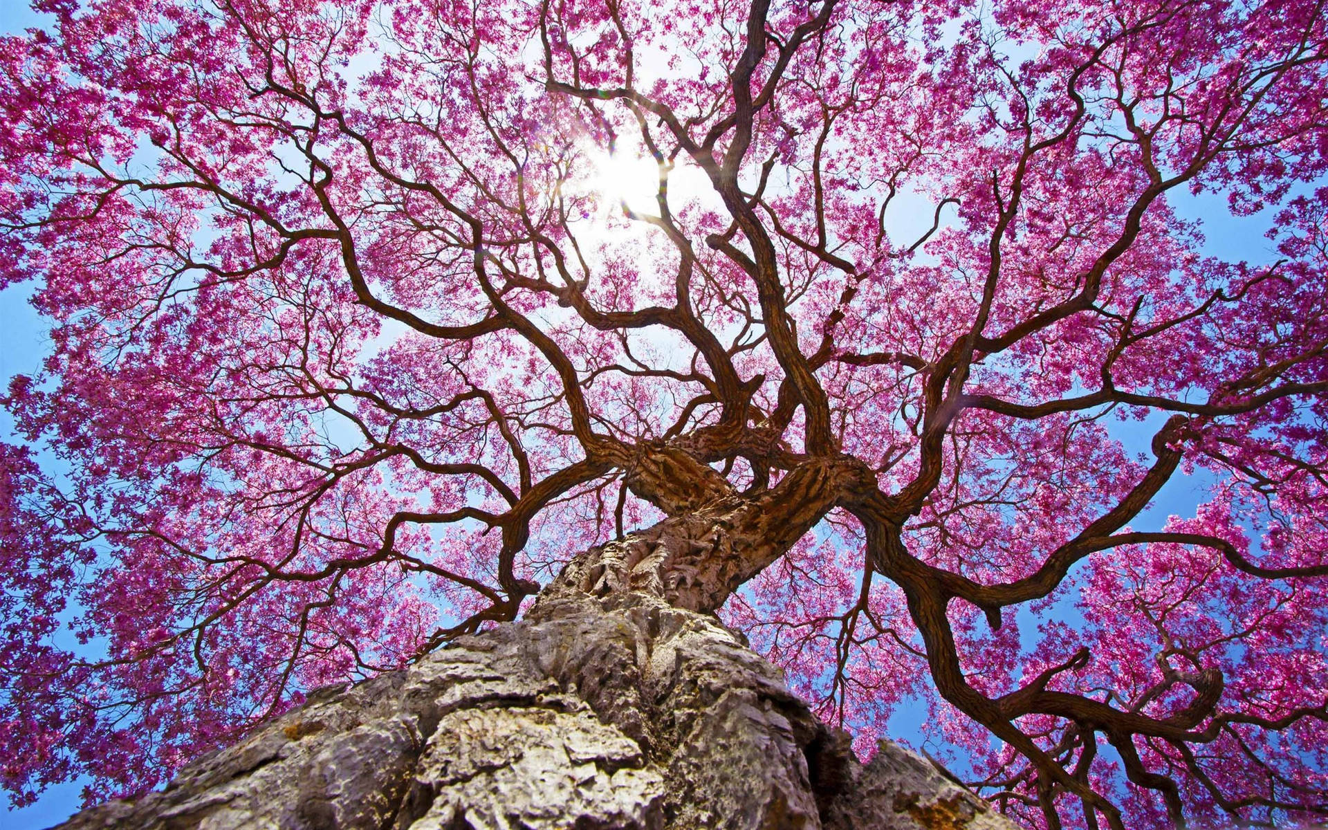 Pink Spring Season Tree Wallpaper