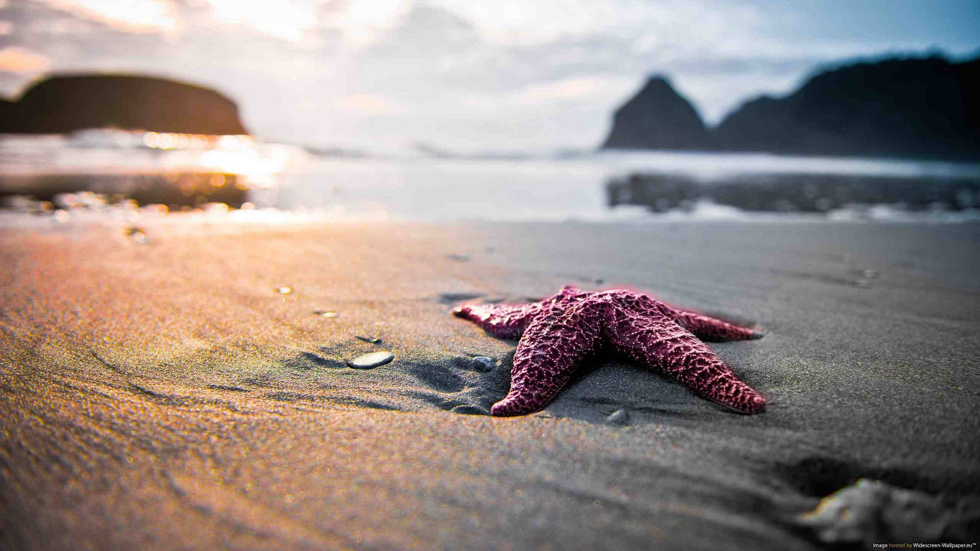 Pink Starfish Beach Desktop Picture
