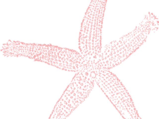 Pink Starfish Clipart PNG