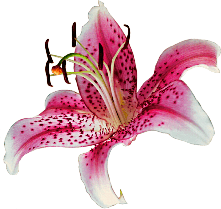 Pink Stargazer Lily Flower PNG