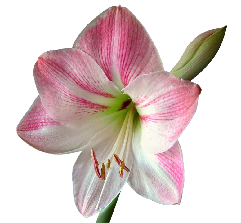 Pink Striped Amaryllis Flower PNG