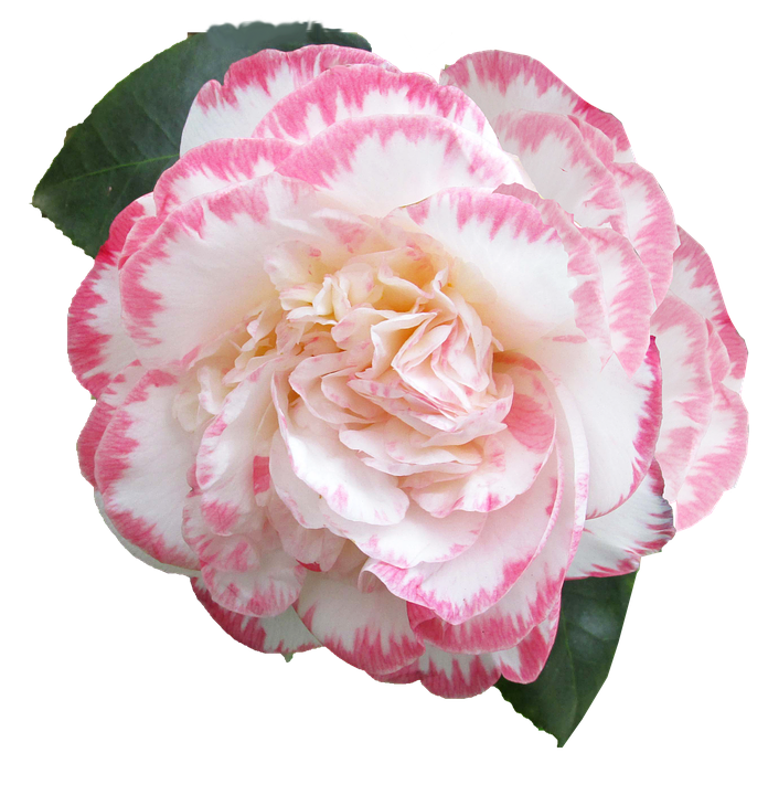 Pink Striped Camellia Flower PNG