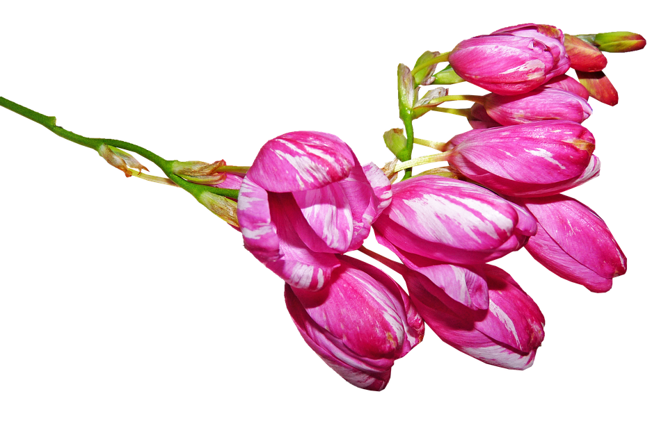 Pink Striped Flower Buds PNG