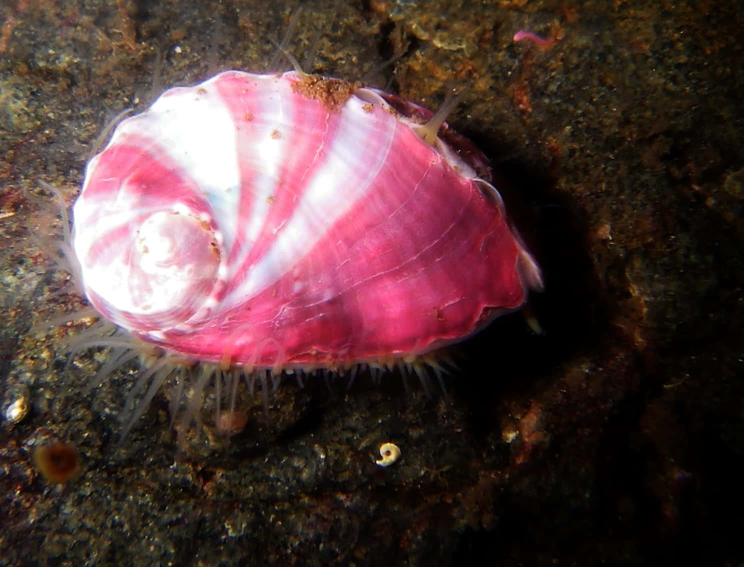 Pink Striped Sea Snail Wallpaper