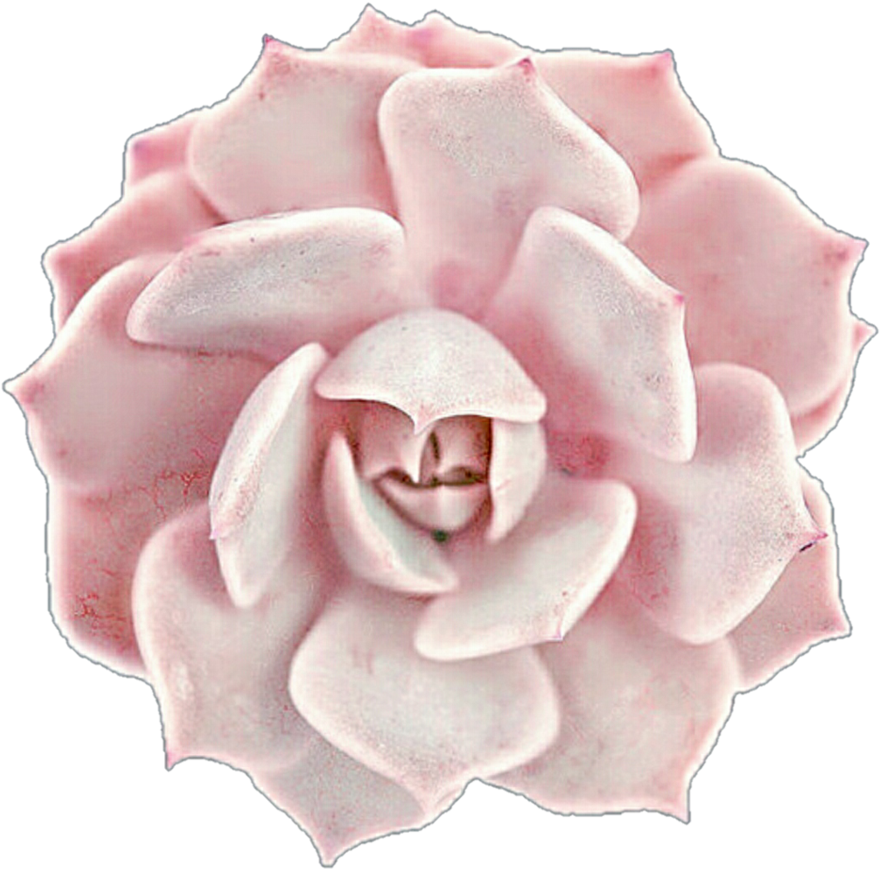 Pink Succulent Top View PNG
