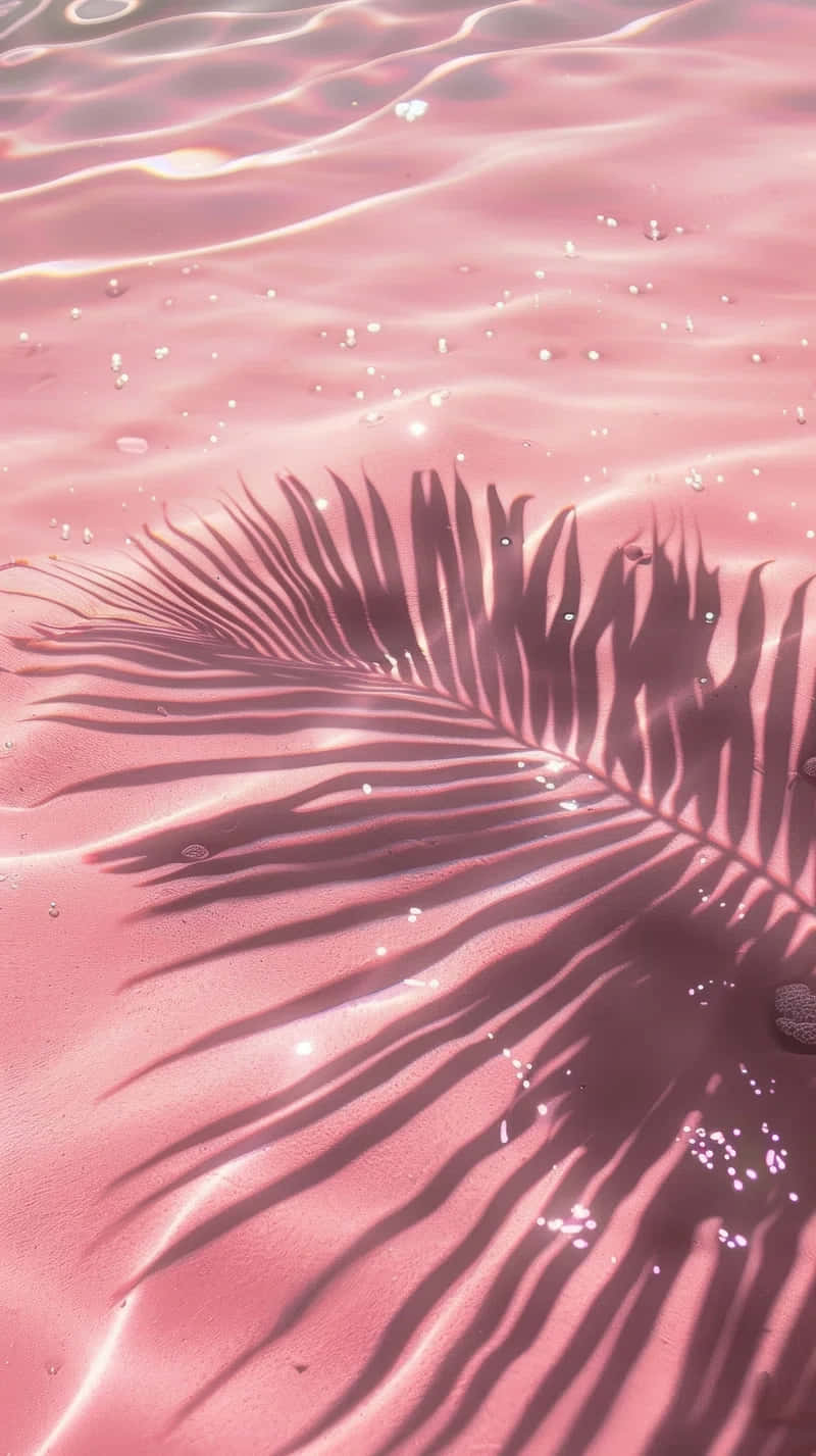 Pink Summer Palm Shadow Water Ripples.jpg Wallpaper