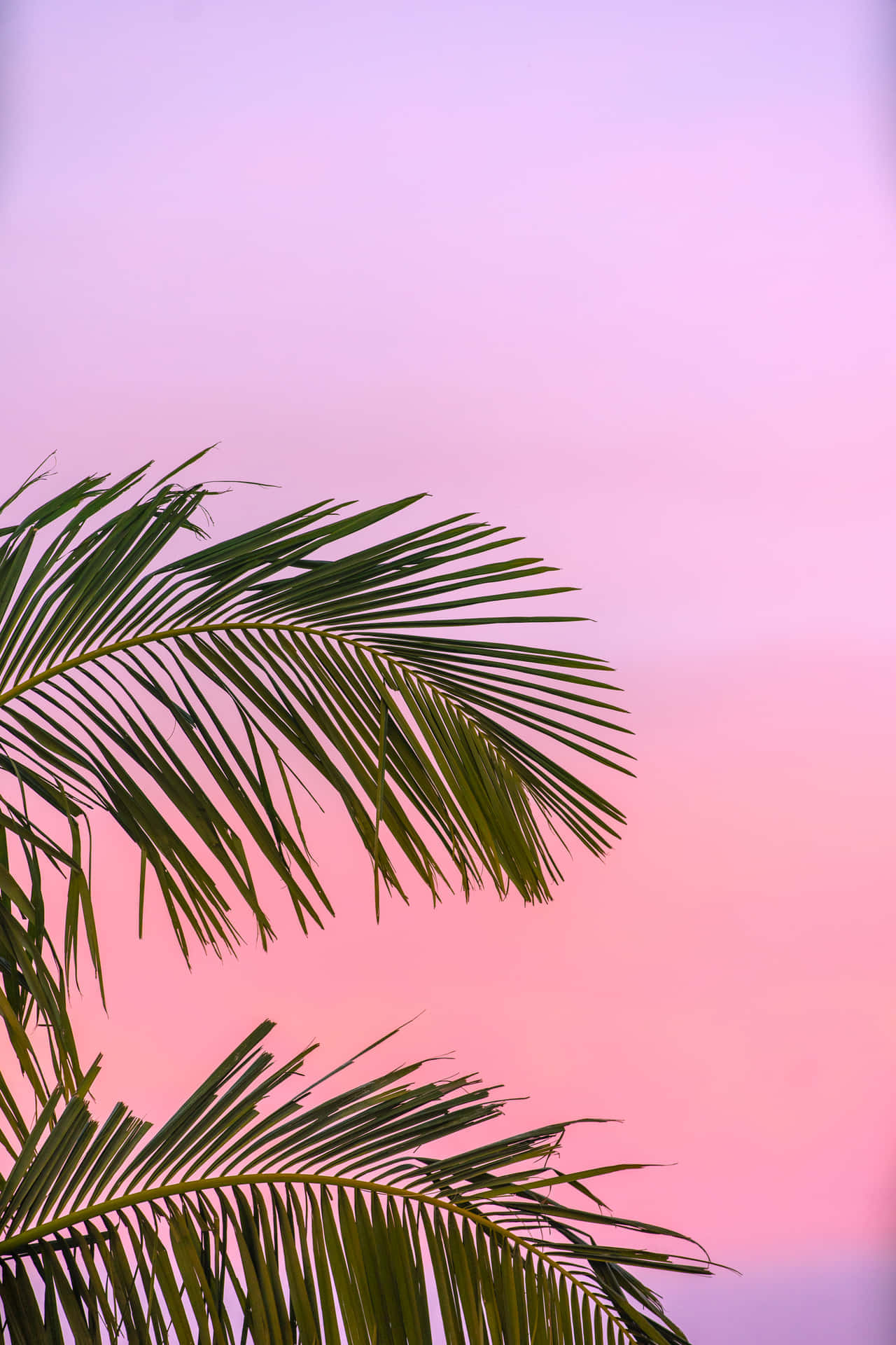 Pink Summer Sky Palm Leaves Wallpaper