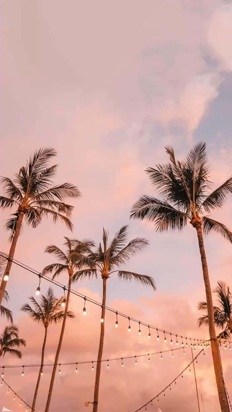 Pink Summer Sky Palm Trees String Lights Wallpaper