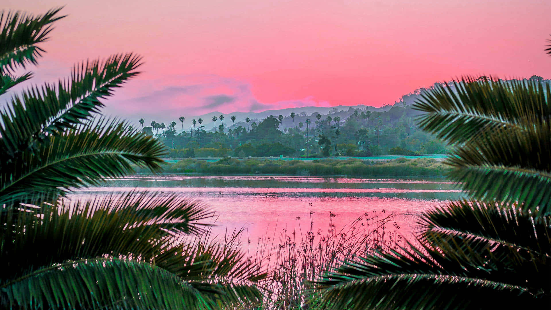 Pink Summer Sunset Palm Silhouette Wallpaper