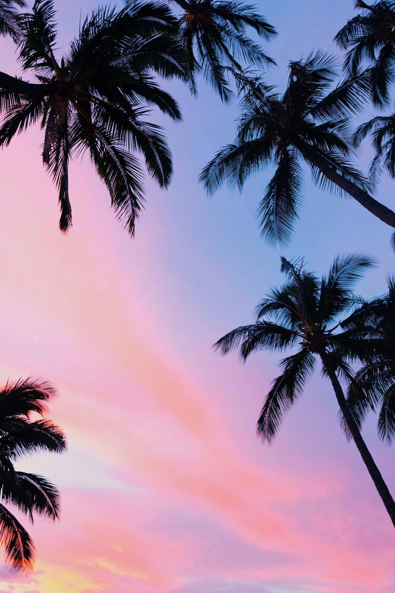 Pink Sunset With Palm Tree Wallpaper