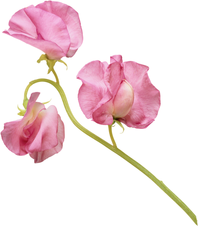 Pink Sweet Pea Flowers PNG