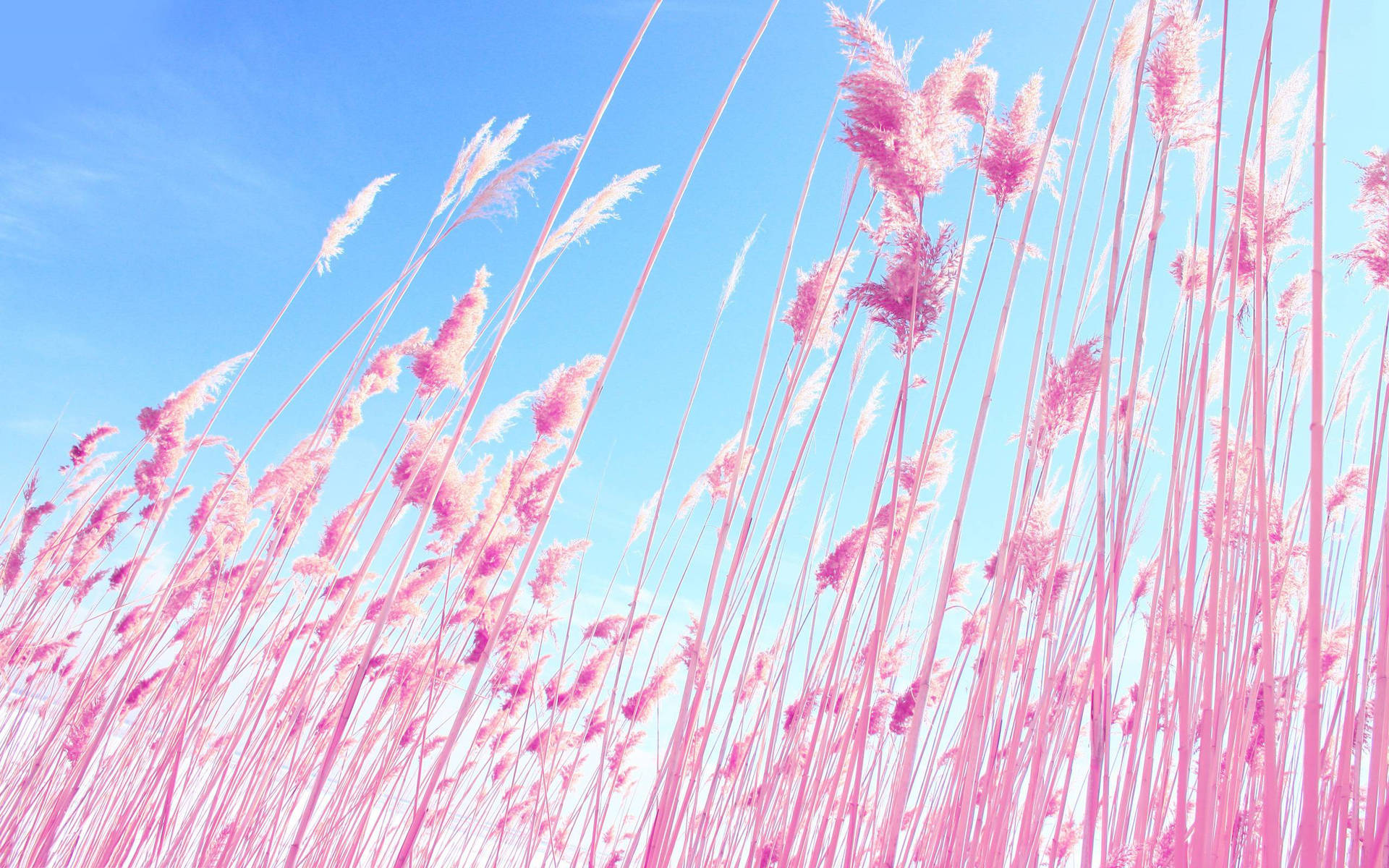 Pink Tall Grasses Under Blue Sky Wallpaper