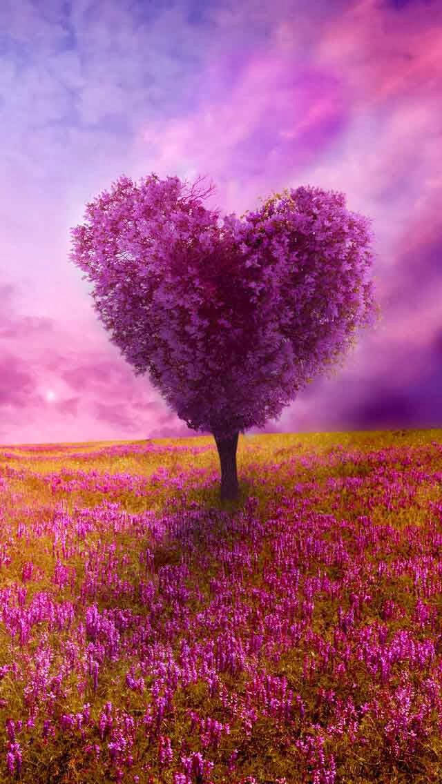 Pink Træ Og Himmel Natur Kærlighed Wallpaper