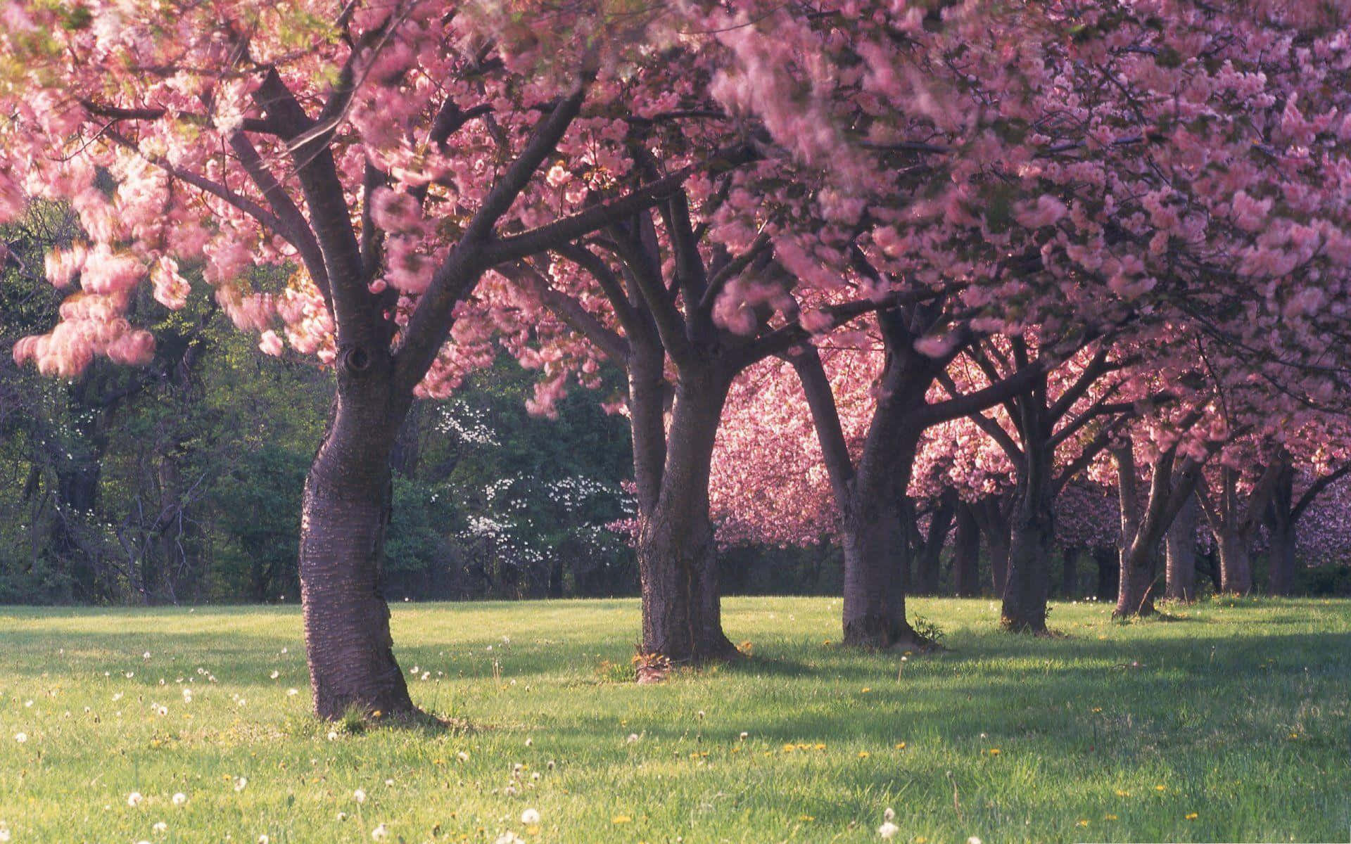 Fileirade Árvores Cor-de-rosa No Gramado. Papel de Parede