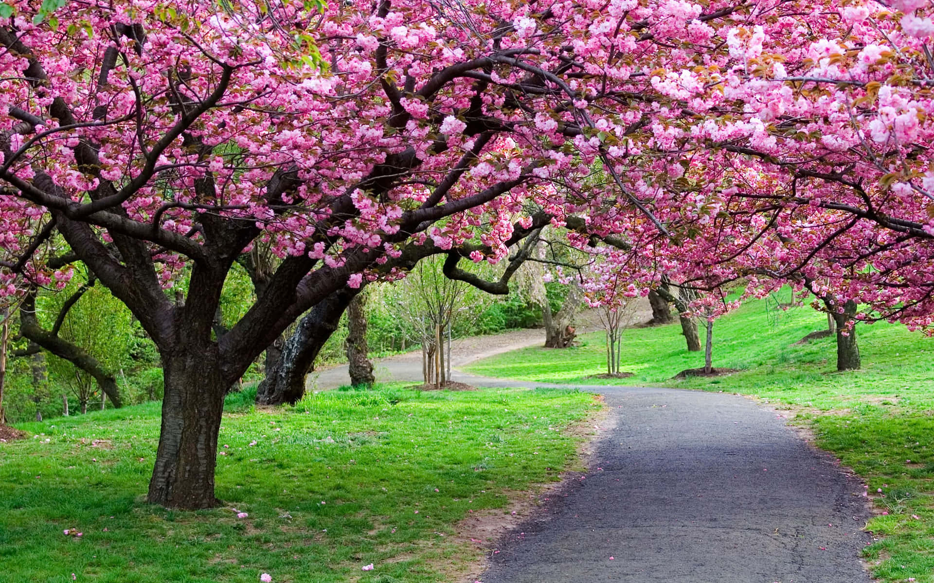 En sti langsom med pink blomstrende træer Wallpaper