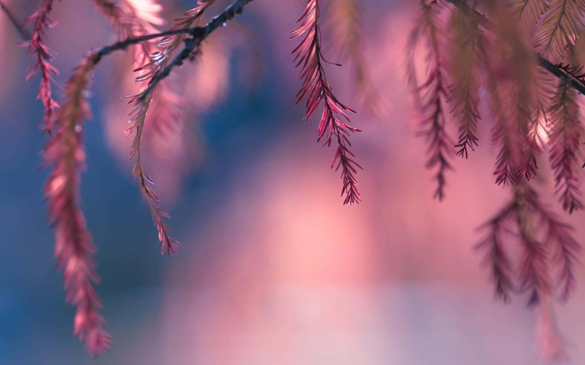 A Pink Tree With Leaves In The Background Wallpaper