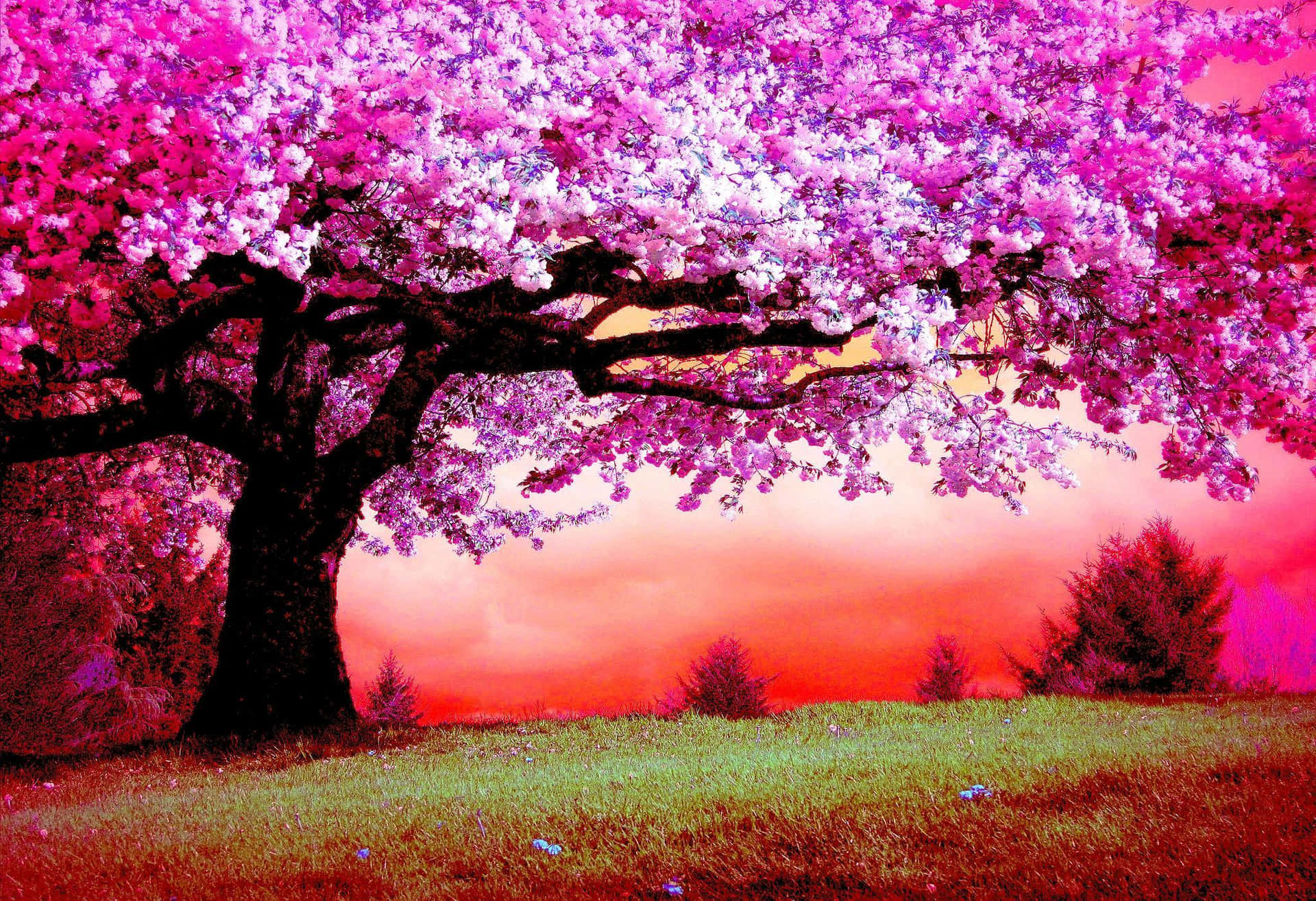 Forevældrende Pink Træer i et Drømmelignende Setting Wallpaper