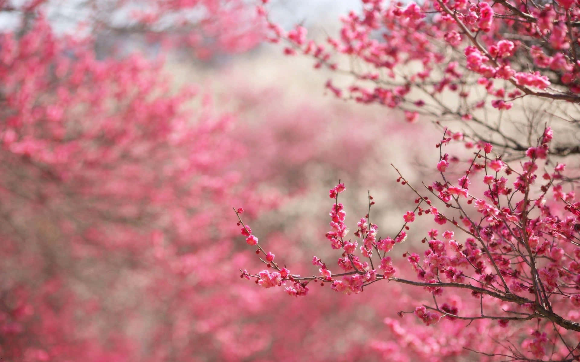 Umavista Pitoresca De Árvores Cor De Rosa Na Primavera. Papel de Parede