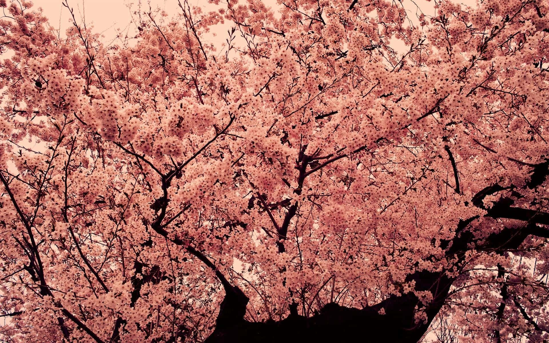 Einrosa Baum Mit Rosa Blüten Wallpaper
