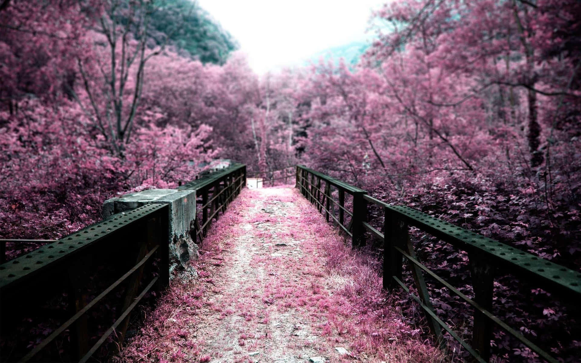 Pink Nature Wallpaper Photos, Download The BEST Free Pink Nature Wallpaper  Stock Photos & HD Images