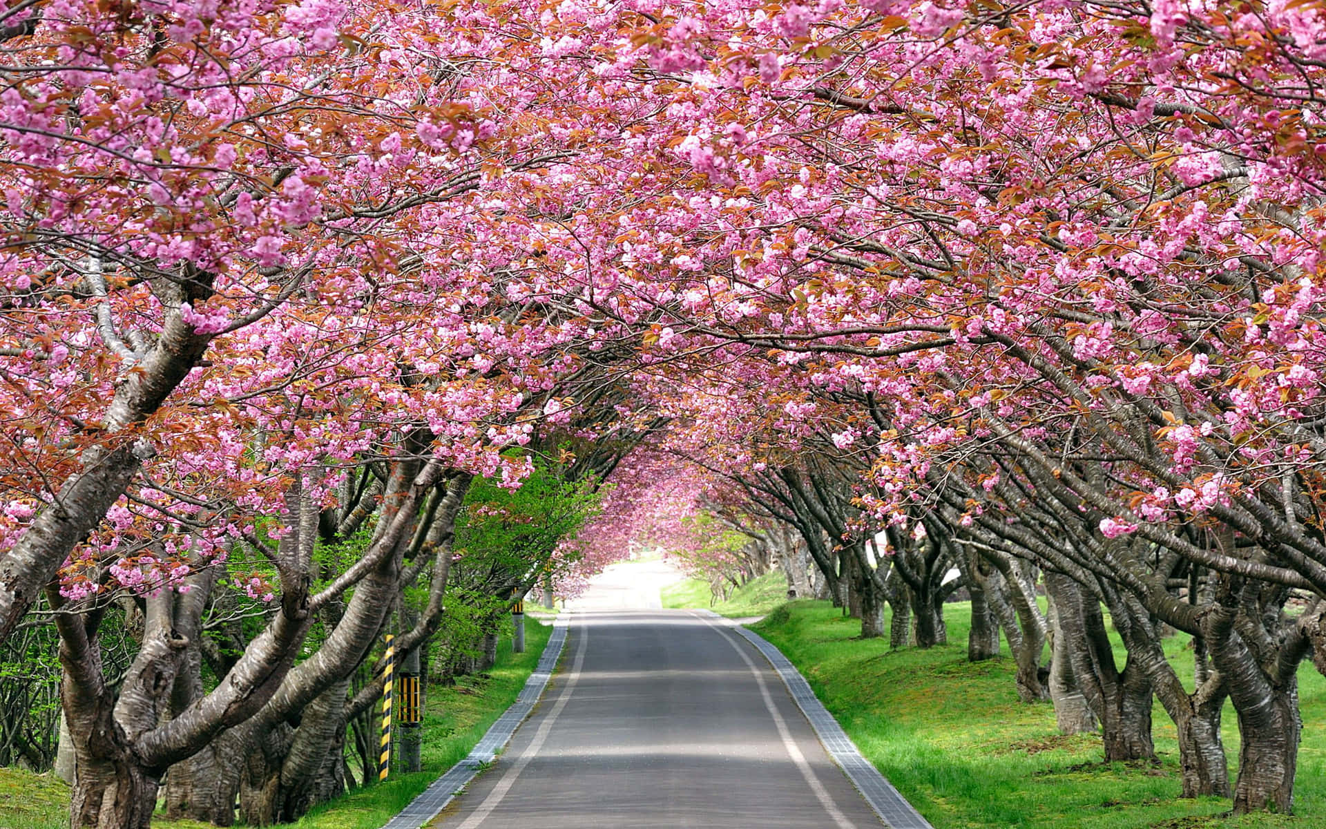 Road Lined With Pink Trees Wallpaper