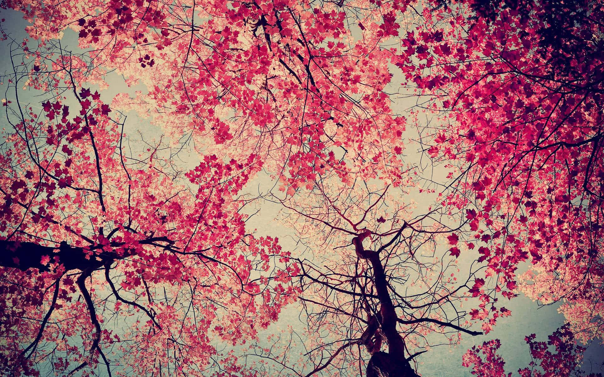 Farverne i efteråret har aldrig været mere smukke. Wallpaper