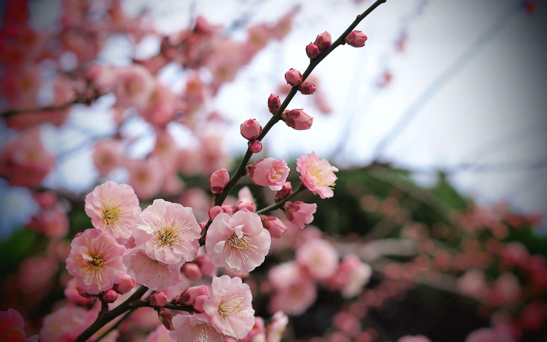 Opdag skønheden af ​​foråret hele året rundt med disse smukke pink træer og lovebirds tapet. Wallpaper