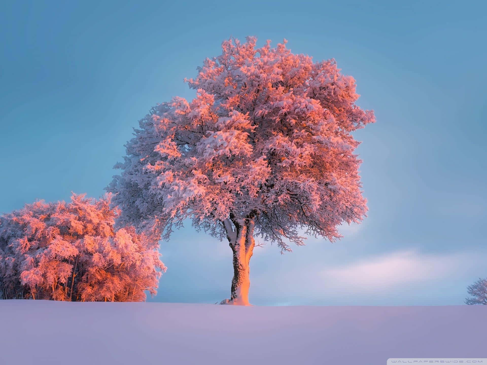 Et pink træ i sneen med en blå himmel Wallpaper