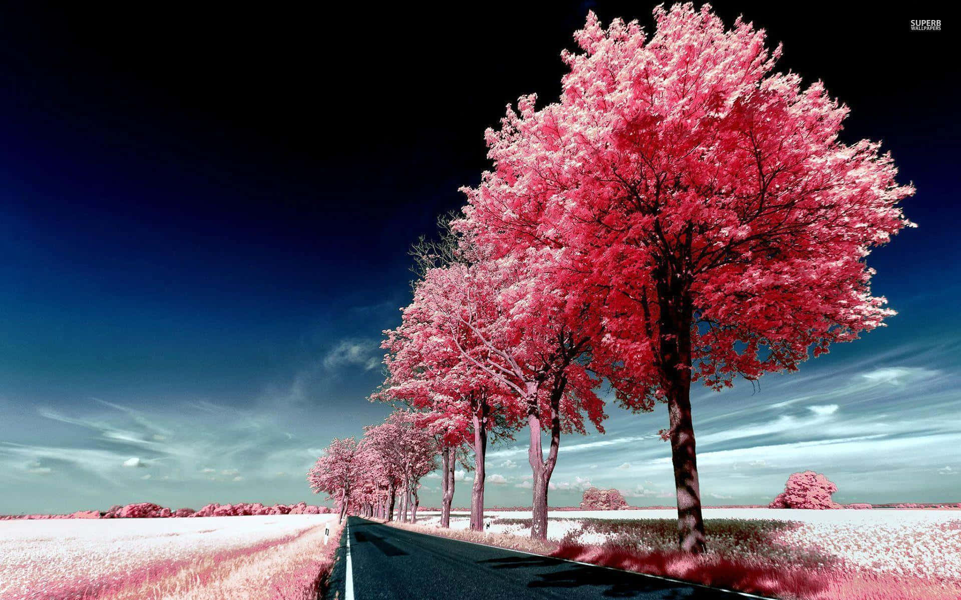 Road With Pink Trees On One Side Wallpaper