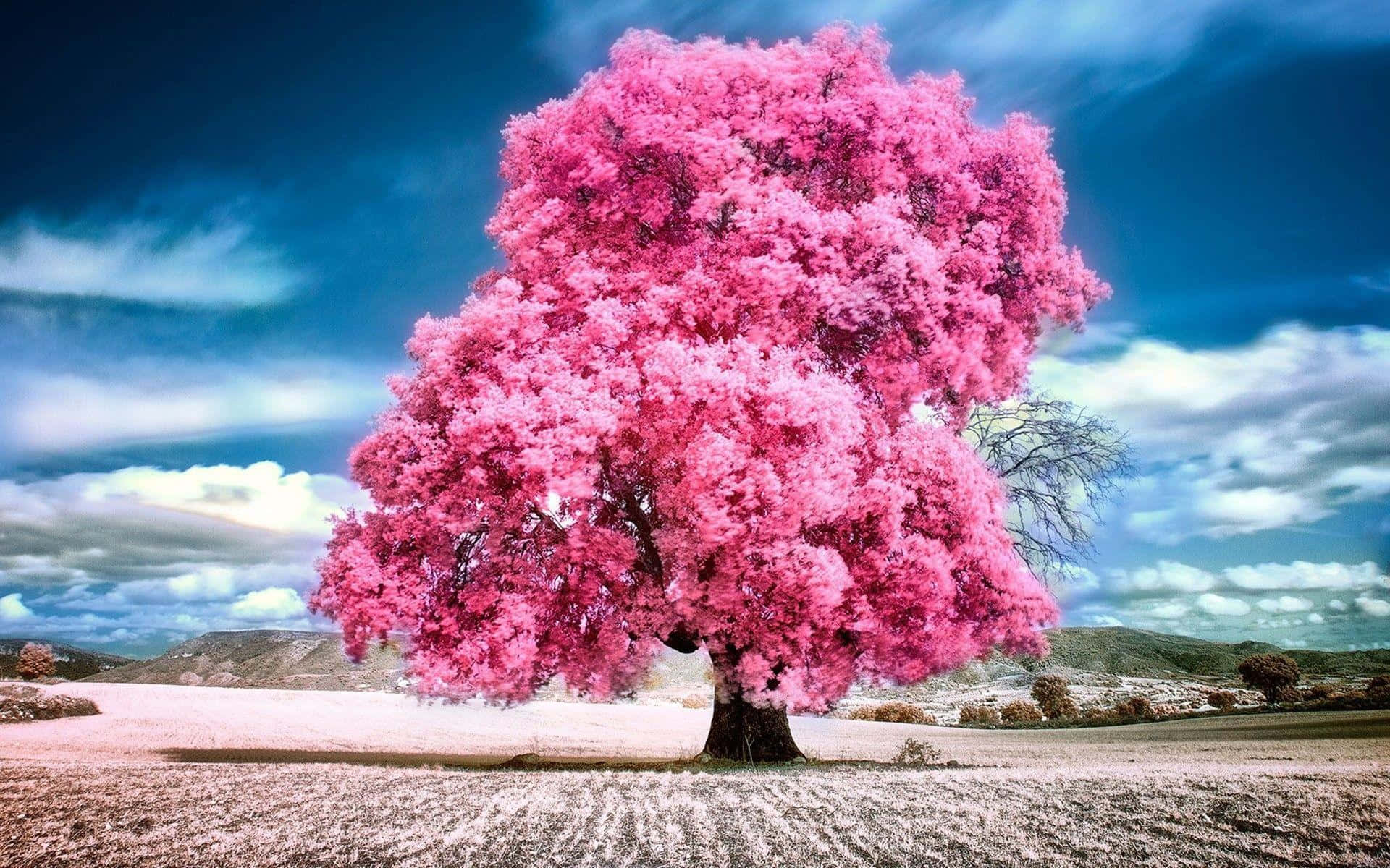 beautiful pink tree wallpaper